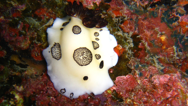 Illustration for article titled Striking Photographs Of Sea Slugs Expose The Alien World Under the Sea